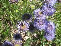 nte Rinatu-20110615 002